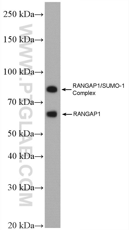 WB analysis of SKOV-3 using 27405-1-AP