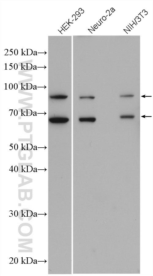 WB analysis using 27405-1-AP