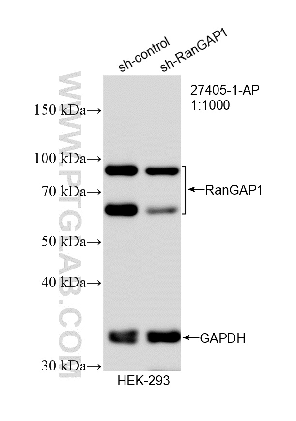 WB analysis of HEK-293 using 27405-1-AP