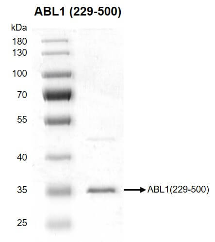 Recombinant ABL1 (229-500) protein gel 10% SDS-PAGE with Coomassie blue staining MW: 32.8 kDa Purity: >90%