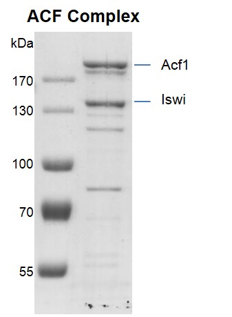 Recombinant ACF complex gel ACF complex was run on an 8% SDS-PAGE gel and stained with Coomassie Blue. MW: Acf1: 172 kDa. Iswi: 119 kDa. Purity: > 75%.
