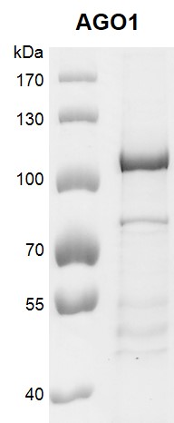 Recombinant AGO1 protein gel. AGO1 protein was run on an 8% SDS-PAGE gel and stained with Coomassie Blue. MW: 100.2 kDa Purity: > 85%