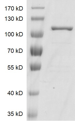 Recombinant AGO2 protein gel. AGO2 protein was run on a 10% SDS-PAGE gel and stained with Coomassie blue. MW: 105 kDa Purity: > 80%
