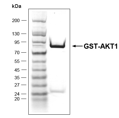 Recombinant AKT1 protein gel. AKT1 protein was run on an SDS-PAGE gel and stained with Coomassie blue.