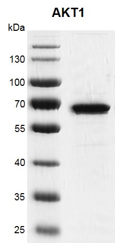Recombinant AKT1 protein gel 10% SDS-PAGE Coomassie staining MW: 60.5 kDa Purity: ≥95%