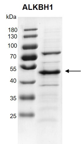 Recombinant ALKBH1 protein gel 10% SDS-PAGE Coomassie staining MW: 47.6 kDa Purity: >60%