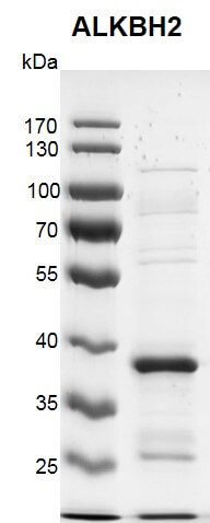 Recombinant ALKBH2 protein 10% SDS-PAGE Coomassie staining MW: 33.1 kDa Purity: >82%
