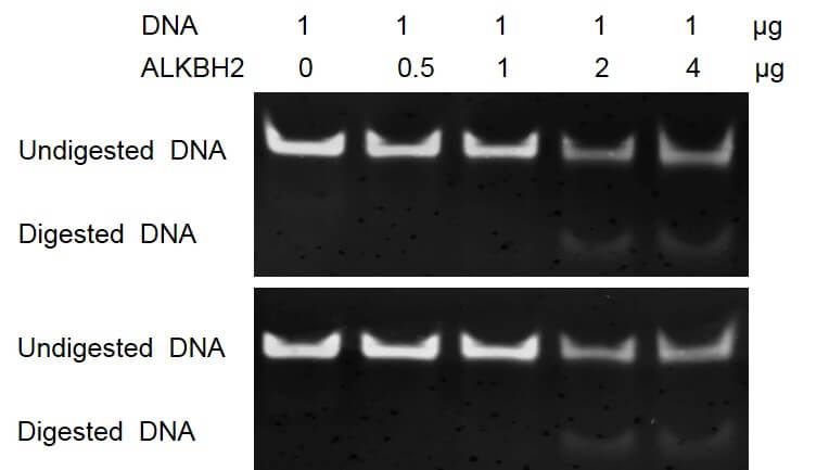 ALKBH2 dioxygenase activity assay 1 ug of ssDNA oligos (5’-AAAGCAG(1mA)ATTCGAAAAAGCGAAA-3’) was incubated with 0 ug, 0.5 ug, 1 ug, 2 ug, 4 ug of ALKBH2 in 50 ul reaction system including 50 mM HEPES-NaOH pH 8.0, 50 μM Fe(NH4)2(SO4)2, 1 mM 2-oxoglutarate, 2 mM ascorbate and 1 mM TCEP for 30 min at 37°C. Then ssDNA oligos were annealed with equimolar of non-methylated complement strand followed by 1 ug EcoRI digestion for 45 min at 37°C. 1/4 reaction products were run on a 20% Native PAGE gel and stained by ethidium bromide.