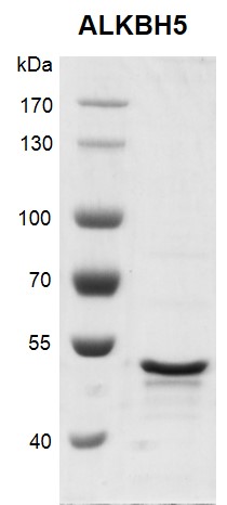 Recombinant ALKBH5 protein gel Recombinant ALKBH5 was run on a 10% SDS-PAGE gel stained with Coomassie Blue. MW: 45.5 kDa Purity: > 90%