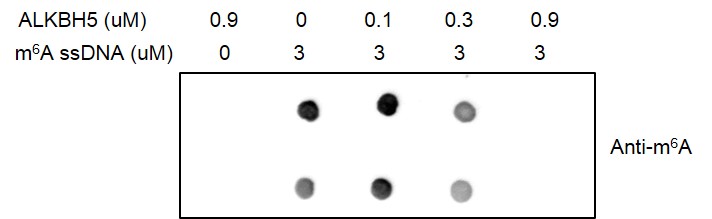 Dot blot for Recombinant ALKBH5 protein activity. 3 uM m6A ssDNA oligos (sequence: 5’-GTTGCCTGTTCGTGTTGG/m6A/CTTGCCTGT-3’) were incubated with different concentrations of ALKBH5 proteins in a 30 ul reaction system including 50 mM HEPES-NaOH pH 7.5, 100 uM 2-oxoglutarate, 100 uM ascorbate, 50 μM (NH4)2Fe(SO4)2·6H2O and 1 mM TCEP for 2 hours at room temperature. Then each reaction was concentrated to a final volume of 10 ul. 1 ul of each reaction was spotted onto a positively charged nylon membrane and products were detected by Dot blot assay with m6A antibody (Cat# 61495).