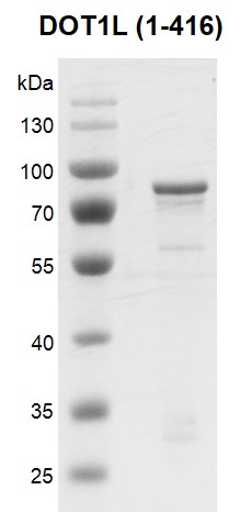 Recombinant DOT1L (1-416) protein gel. Recombinant DOT1L (1-416), protein was run on a 10% SDS-PAGE gel and stained with Coomassie Blue. MW: 72 kDa Purity: > 80% Recombinant DOT1L (1-416) protein gel. Recombinant DOT1L (1-416), protein was run on a 10% SDS-PAGE gel and stained with Coomassie Blue. MW: 72 kDa Purity: > 80%