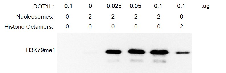 Recombinant DOT1L (1-416) protein activity. 2 ug recombinant nucleosomes were incubated with DOT1L protein for 3 hrs at RT and reaction products detected by Western Blot (Anti-H3K79me1) with DOT1L protein alone as a negative control. The activity of DOT1L with nucleosomes as substrates is greater than with histone octamer substrates. Recombinant DOT1L (1-416) protein activity. 2 ug recombinant nucleosomes were incubated with DOT1L protein for 3 hrs at RT and reaction products detected by Western Blot (Anti-H3K79me1) with DOT1L protein alone as a negative control. The activity of DOT1L with nucleosomes as substrates is greater than with histone octamer substrates.