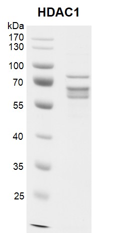 Recombinant HDAC1 protein gel. HDAC1 protein was run on a 10% SDS-PAGE gel and stained with Coomassie blue. MW: 56 kDa Purity> >65% Recombinant HDAC1 protein gel. HDAC1 protein was run on a 10% SDS-PAGE gel and stained with Coomassie blue. MW: 56 kDa Purity> >65%