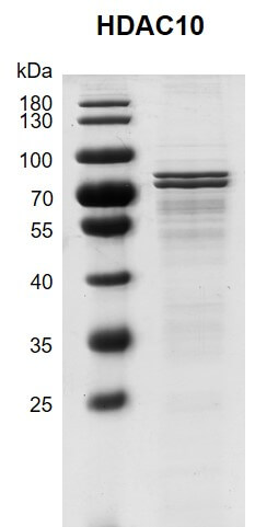 Recombinant HDAC10 (2-631) protein gel 10% SDS-PAGE with Coomassie blue staining MW: 68.4 kDa Purity: >70% Recombinant HDAC10 (2-631) protein gel 10% SDS-PAGE with Coomassie blue staining MW: 68.4 kDa Purity: >70%