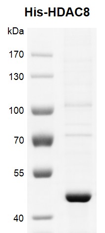 Recombinant HDAC8 His-Tag protein gel. HDAC8 protein was run on an 8% SDS-PAGE gel and stained with Coomassie Blue.