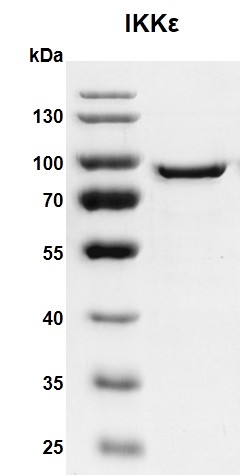 Recombinant IKKe protein 10% SDS-PAGE Coomassie staining MW: 81.7 kDa Purity: >90% Recombinant IKKe protein 10% SDS-PAGE Coomassie staining MW: 81.7 kDa Purity: >90%
