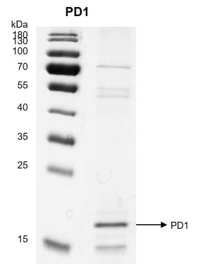 Recombinant PDCD1 / PD1 (25-167) protein 12.5% SDS-PAGE Coomassie staining MW: 17.8 kDa Purity: >60% Recombinant PDCD1 / PD1 (25-167) protein 12.5% SDS-PAGE Coomassie staining MW: 17.8 kDa Purity: >60%