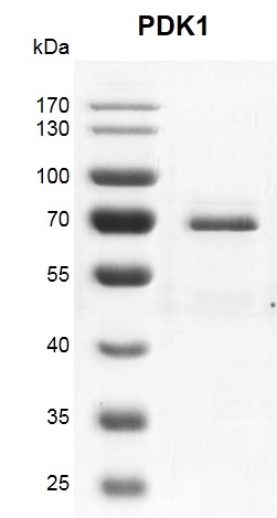 Recombinant PDK1 protein gel 10% SDS-PAGE Coomassie staining MW: 64.8 kDa Purity: >90% Recombinant PDK1 protein gel 10% SDS-PAGE Coomassie staining MW: 64.8 kDa Purity: >90%