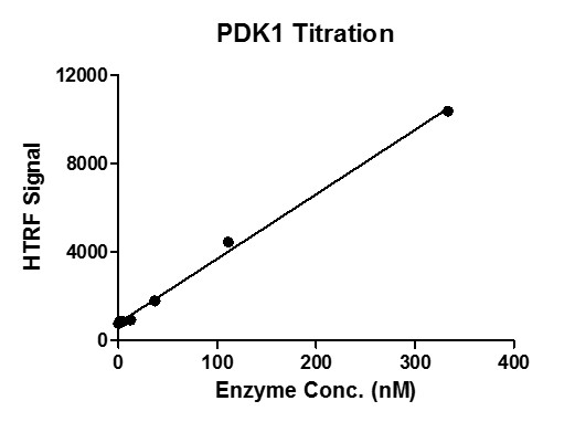 HTRF assay for PDK1 activity STK S3 substrated was incubated with varying concentrations of PDK1 protein in a reaction system containing Enzymatic Buffer, MgCl2, DTT and ATP for 1 hr at RT. HTRF KinASE STK assay was used to detect the enzymatic activity. HTRF assay for PDK1 activity STK S3 substrated was incubated with varying concentrations of PDK1 protein in a reaction system containing Enzymatic Buffer, MgCl2, DTT and ATP for 1 hr at RT. HTRF KinASE STK assay was used to detect the enzymatic activity.