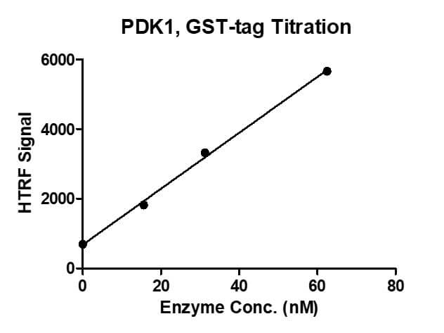 HTRF assay for Recombinant PDK1 protein, GST-Tag 1 uM STK S3 substrate was incubated with different concentrations of PDK1 protein in 10 ul reaction system containing 1×Enzymatic Buffer, 2 mM MgCl2, 1 mM DTT and 100 uM ATP for 1 hour. The detection reagents were added and incubated with the reactions for 1 hr. All the operations and reactions were performed at room temperature, and HTRF KinASE STK assay was used to detect the enzymatic activity. HTRF assay for Recombinant PDK1 protein, GST-Tag 1 uM STK S3 substrate was incubated with different concentrations of PDK1 protein in 10 ul reaction system containing 1×Enzymatic Buffer, 2 mM MgCl2, 1 mM DTT and 100 uM ATP for 1 hour. The detection reagents were added and incubated with the reactions for 1 hr. All the operations and reactions were performed at room temperature, and HTRF KinASE STK assay was used to detect the enzymatic activity.