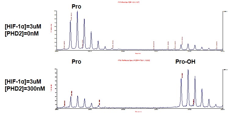 MALDI-TOF for PHD2 (EGLN1) protein activity 3 uM HIF1A (HIF-1a) peptide (peptide sequence: biotin-DLDLEALAPYIPADDDFQL) was incubated with 300 nM PHD2 (EGLN1) protein in a 30 ul reaction system containing 20 mM Tris-HCl pH 7.5, 5 mM KCl, 1.5 mM MgCl2, 1 mM DTT, 100 uM 2-oxoglutarate, 100 uM ascorbate and 50 uM (NH4)2Fe(SO4)2·6H2O for 2 hr at 3°ree;. Single 3 uM HIF1A peptide was used as negative control. MALDI-TOF was used for detection. MALDI-TOF for PHD2 (EGLN1) protein activity 3 uM HIF1A (HIF-1a) peptide (peptide sequence: biotin-DLDLEALAPYIPADDDFQL) was incubated with 300 nM PHD2 (EGLN1) protein in a 30 ul reaction system containing 20 mM Tris-HCl pH 7.5, 5 mM KCl, 1.5 mM MgCl2, 1 mM DTT, 100 uM 2-oxoglutarate, 100 uM ascorbate and 50 uM (NH4)2Fe(SO4)2·6H2O for 2 hr at 3°ree;. Single 3 uM HIF1A peptide was used as negative control. MALDI-TOF was used for detection.