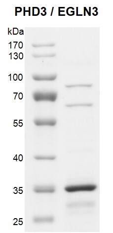 Recombinant PHD3 / EGLN3 protein 10% SDS-PAGE Coomassie staining. MW: 31.1 kDa Purity: >80% Recombinant PHD3 / EGLN3 protein 10% SDS-PAGE Coomassie staining. MW: 31.1 kDa Purity: >80%