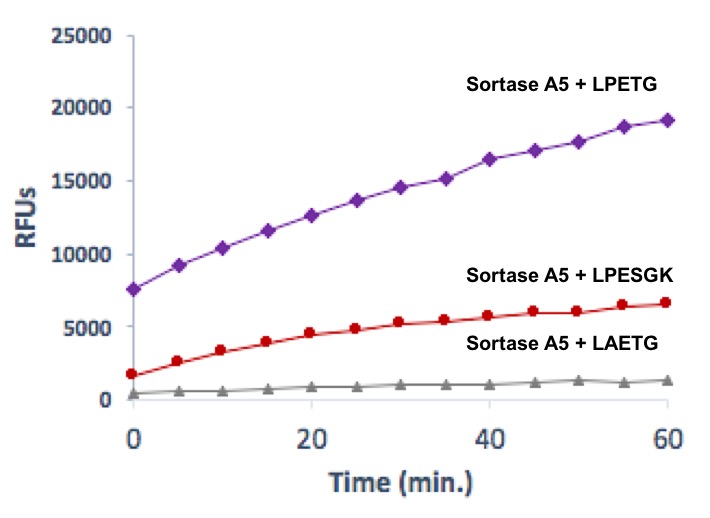 Recombinant Sortase A5 protein | Proteintech | 武汉三鹰生物技术有限公司