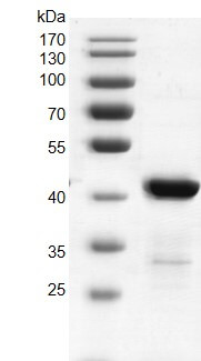 Recombinant beta-Glucosyltransferase protein 10% SDS-PAGE gel with Coomassie Blue staining MW: 42.8 kDa Purity: ≥90% Recombinant beta-Glucosyltransferase protein 10% SDS-PAGE gel with Coomassie Blue staining MW: 42.8 kDa Purity: ≥90%