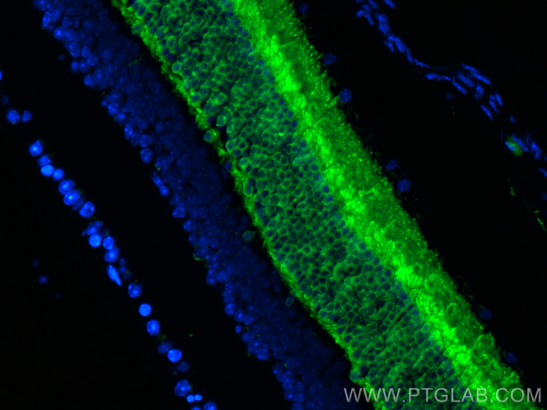 IF Staining of mouse eye using CL488-10073