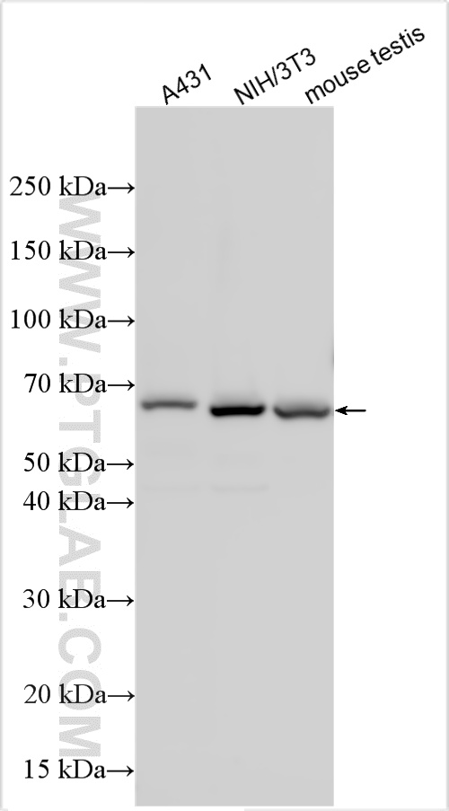 WB analysis using 33259-1-AP