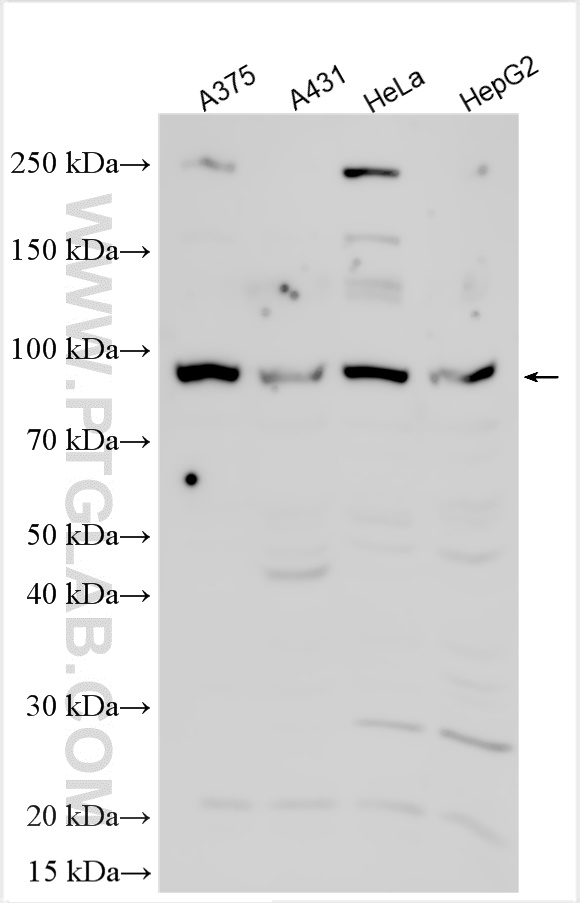 WB analysis using 25968-1-AP