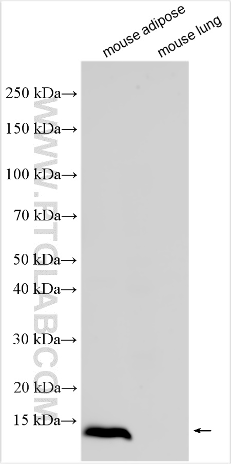 WB analysis using 32786-1-AP