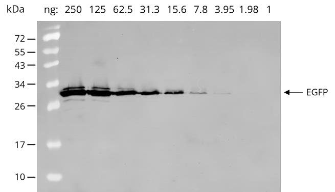 Dilution series of EGFP in HEK 293T cell lysate 
Primary antibody: [3H9] 1:1,000
Secondary antibody: goat anti-rat Alexa Fluor® 488 1:1,000