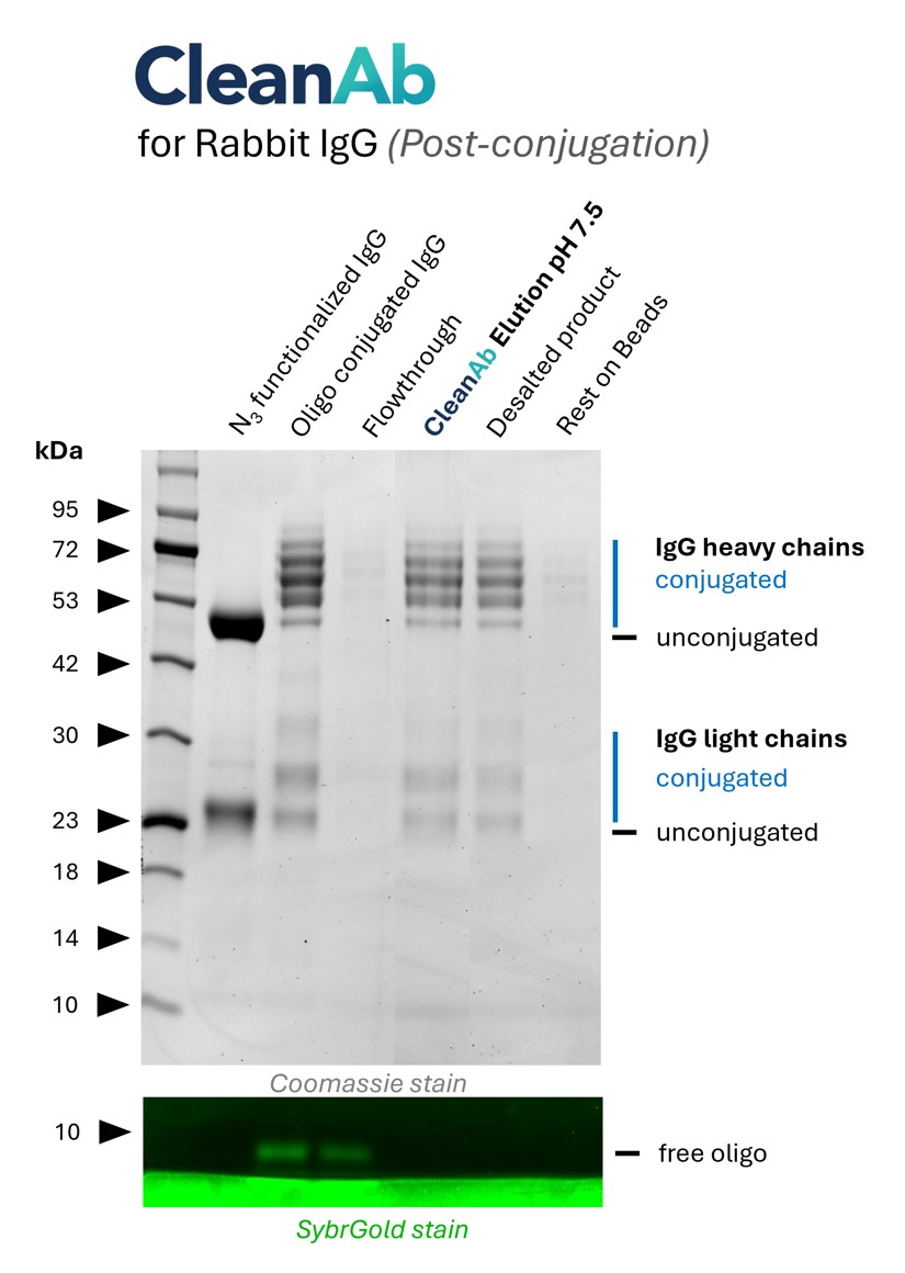 Rabbit IgG (anti beta-tubulin; 80713-1-RR) was conjugated with NHS-Azide (lane 1) and then with DBCO-Oligo (lane 2). Post conjugation clean-up was done using CleanAb Kit for rabbit IgG (lanes 3-5). Excess oligo was successfully removed as shown in SYBR Gold DNA staining and IgG eluted with high recovery (~70%) at neutral pH (lane 4). Desalting was done with Zeba spin desalting columns (lane 5). Only very little IgG remaining on beads (lane 6). Rabbit IgG (anti beta-tubulin; 80713-1-RR) was conjugated with NHS-Azide (lane 1) and then with DBCO-Oligo (lane 2). Post conjugation clean-up was done using CleanAb Kit for rabbit IgG (lanes 3-5). Excess oligo was successfully removed as shown in SYBR Gold DNA staining and IgG eluted with high recovery (~70%) at neutral pH (lane 4). Desalting was done with Zeba spin desalting columns (lane 5). Only very little IgG remaining on beads (lane 6).