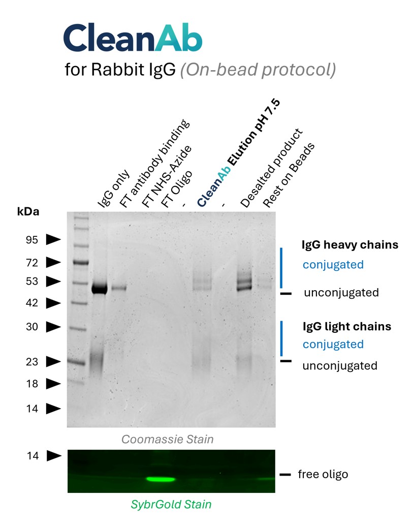 Rabbit IgG (Isotype control, lane 1) was bound to CleanAb rabbit beads (flowthrough in lane 2), then functionalized on beads with NHS-Azide (flowthrough in lane 3) and then with DBCO-Oligo (flowthrough in lane 4). Excess oligo was successfully removed as shown in SYBR Gold DNA staining and the oligo-conjugated IgG was eluted with high recovery at neutral pH (lane 6). Desalting was done with Zeba spin desalting columns (lane 8). Only very little IgG remaining on beads (lane 9). Note: the CleanAb Elution Buffer can interfere with SDS gels, which can make the CleanAb elution appear washed out. Rabbit IgG (Isotype control, lane 1) was bound to CleanAb rabbit beads (flowthrough in lane 2), then functionalized on beads with NHS-Azide (flowthrough in lane 3) and then with DBCO-Oligo (flowthrough in lane 4). Excess oligo was successfully removed as shown in SYBR Gold DNA staining and the oligo-conjugated IgG was eluted with high recovery at neutral pH (lane 6). Desalting was done with Zeba spin desalting columns (lane 8). Only very little IgG remaining on beads (lane 9). Note: the CleanAb Elution Buffer can interfere with SDS gels, which can make the CleanAb elution appear washed out.