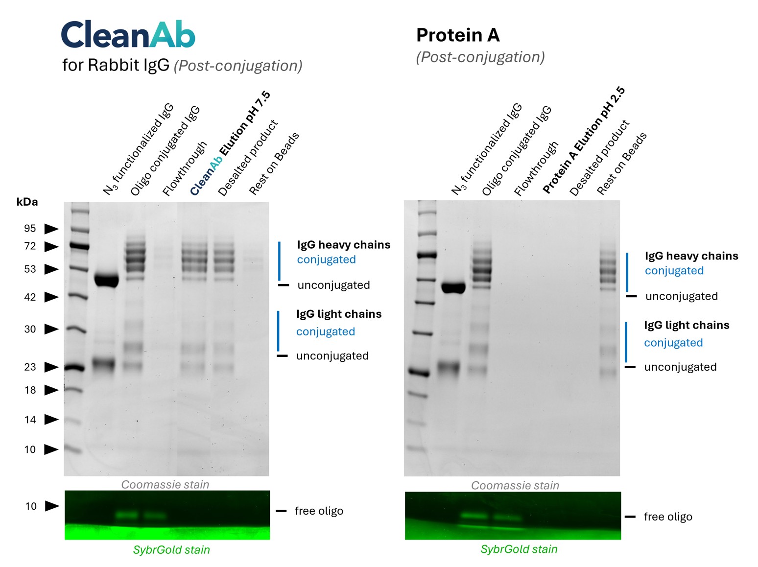 Rabbit IgG (anti beta-tubulin; 80713-1-RR) was conjugated with NHS-Azide (lane 1) and then with DBCO-Oligo (lane 2).
(left) Post conjugation clean-up was done using CleanAb Kit for rabbit IgG (lanes 3-5). Excess oligo was successfully removed as shown by SYBR Gold DNA staining and IgG eluted with high recovery (~70%) at neutral pH (lane 4). Desalting was done with Zeba spin desalting columns (lane 5). Only very little IgG remaining on beads (lane 6)
(right) Post conjugation clean-up was done using Protein A beads (lanes 3-5). Excess oligo was successfully removed as shown by SYBR Gold DNA staining but IgG elution with low pH failed (lane 4). Most IgG remains on beads (lane 6). Rabbit IgG (anti beta-tubulin; 80713-1-RR) was conjugated with NHS-Azide (lane 1) and then with DBCO-Oligo (lane 2).
(left) Post conjugation clean-up was done using CleanAb Kit for rabbit IgG (lanes 3-5). Excess oligo was successfully removed as shown by SYBR Gold DNA staining and IgG eluted with high recovery (~70%) at neutral pH (lane 4). Desalting was done with Zeba spin desalting columns (lane 5). Only very little IgG remaining on beads (lane 6)
(right) Post conjugation clean-up was done using Protein A beads (lanes 3-5). Excess oligo was successfully removed as shown by SYBR Gold DNA staining but IgG elution with low pH failed (lane 4). Most IgG remains on beads (lane 6).