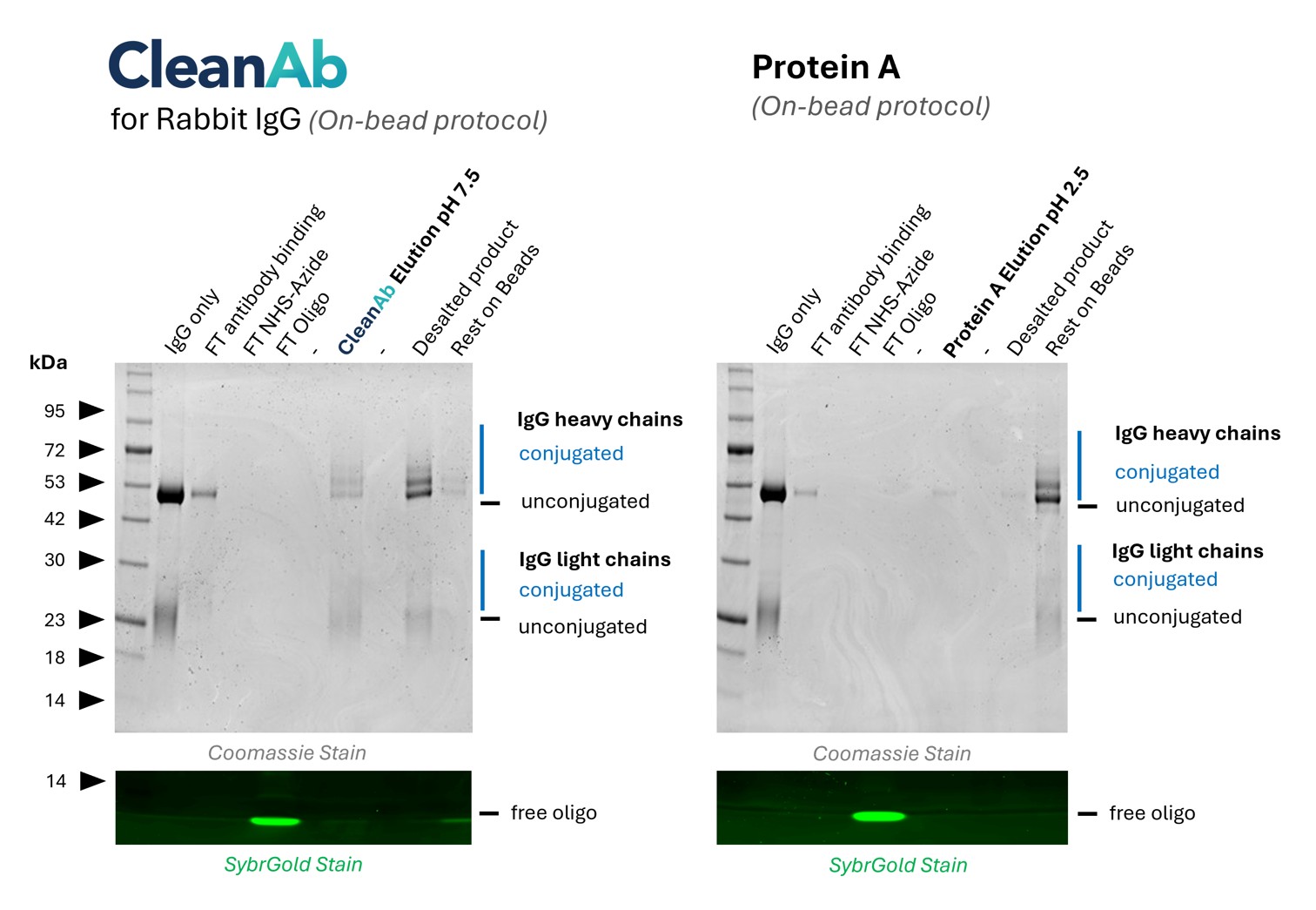 (left) Rabbit IgG (Isotype control, lane 1) was bound to CleanAb rabbit beads (flowthrough in lane 2), then functionalized on beads with NHS-Azide (flowthrough in lane 3) and then with DBCO-Oligo (flowthrough in lane 4). Excess oligo was successfully removed as shown in SYBR Gold DNA staining and the oligo-conjugated IgG was eluted with high recovery at neutral pH (lane 6). Desalting was done with Zeba spin desalting columns (lane 8). Only very little IgG remaining on beads (lane 9). Note: the CleanAb Elution Buffer can interfere with SDS gels, which can make the CleanAb elution appear washed out.
(right) Rabbit IgG (Isotype control, lane 1) was bound to Protein A beads (flowthrough in lane 2), Excess oligo was successfully removed as shown in SYBR Gold DNA staining but the oligo-conjugated IgG failed to elute at low pH (lane 6). Most IgG remains on beads (lane 9). (left) Rabbit IgG (Isotype control, lane 1) was bound to CleanAb rabbit beads (flowthrough in lane 2), then functionalized on beads with NHS-Azide (flowthrough in lane 3) and then with DBCO-Oligo (flowthrough in lane 4). Excess oligo was successfully removed as shown in SYBR Gold DNA staining and the oligo-conjugated IgG was eluted with high recovery at neutral pH (lane 6). Desalting was done with Zeba spin desalting columns (lane 8). Only very little IgG remaining on beads (lane 9). Note: the CleanAb Elution Buffer can interfere with SDS gels, which can make the CleanAb elution appear washed out.
(right) Rabbit IgG (Isotype control, lane 1) was bound to Protein A beads (flowthrough in lane 2), Excess oligo was successfully removed as shown in SYBR Gold DNA staining but the oligo-conjugated IgG failed to elute at low pH (lane 6). Most IgG remains on beads (lane 9).