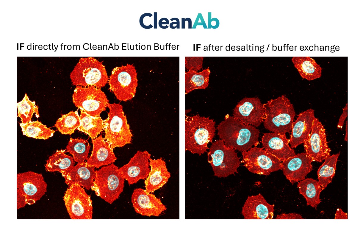 Immunostaining of HeLa cells with rabbit anti-CD147 antibodies (11989-1-AP, 1:100, orange hot), chemically conjugated to a 15-nt DNA oligonucleotide and purified using CleanAB beads. Detection was performed by hybridization with an imaging DNA strand labeled with ATTO643. Nuclei were counterstained with DAPI (cyan). Direct comparison of CleanAb product and desalted product demonstrates functionality of both products. While signal intensity is lower for the desalted sample, successful staining can still be achieved. Immunostaining of HeLa cells with rabbit anti-CD147 antibodies (11989-1-AP, 1:100, orange hot), chemically conjugated to a 15-nt DNA oligonucleotide and purified using CleanAB beads. Detection was performed by hybridization with an imaging DNA strand labeled with ATTO643. Nuclei were counterstained with DAPI (cyan). Direct comparison of CleanAb product and desalted product demonstrates functionality of both products. While signal intensity is lower for the desalted sample, successful staining can still be achieved.