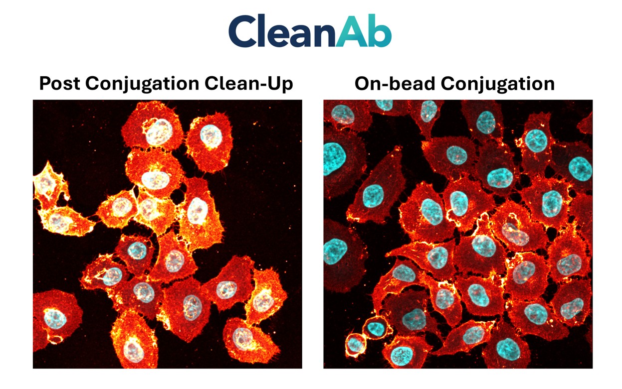 Immunostaining of HeLa cells with rabbit anti-CD147 antibodies (11989-1-AP, 1:100, orange hot), chemically conjugated to a 15-nt DNA oligonucleotide and purified using CleanAB beads. Detection was performed by hybridization with an imaging DNA strand labeled with ATTO643. Nuclei were counterstained with DAPI (cyan). Direct comparison of the two possible CleanAb protocols (post conjugation clean-up and on bead conjugation & clean-up) shows that both approaches are viable and will yield functional antibody-oligo conjugate. Immunostaining of HeLa cells with rabbit anti-CD147 antibodies (11989-1-AP, 1:100, orange hot), chemically conjugated to a 15-nt DNA oligonucleotide and purified using CleanAB beads. Detection was performed by hybridization with an imaging DNA strand labeled with ATTO643. Nuclei were counterstained with DAPI (cyan). Direct comparison of the two possible CleanAb protocols (post conjugation clean-up and on bead conjugation & clean-up) shows that both approaches are viable and will yield functional antibody-oligo conjugate.