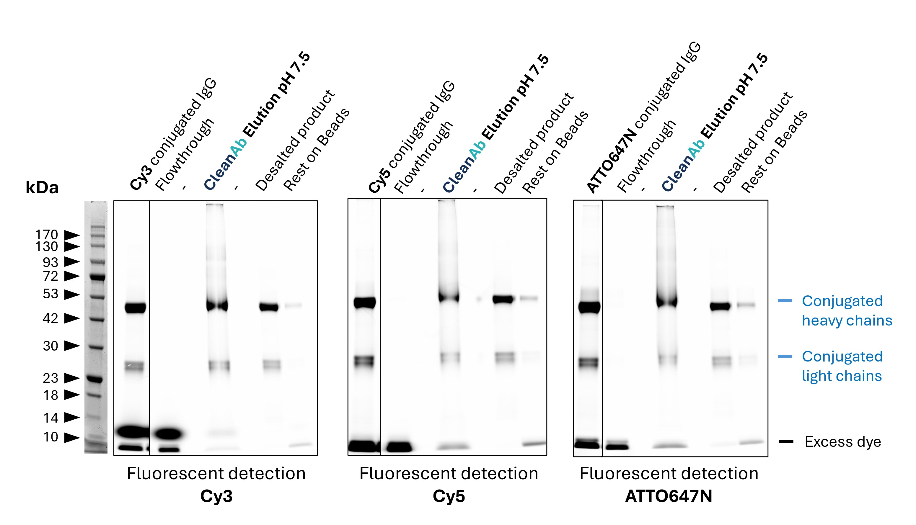 Rabbit IgG (anti beta-tubulin; 80713-1-RR) was conjugated with NHS-dyes (lane 1 respectively). Post-conjugation clean-up was done using CleanAb Kit (magnetic agarose) for Rabbit IgG (lanes 2-4). At least 95% of excess dye was successfully removed as evident from the faint excess dye band (lane 4). The conjugated IgG was eluted with high recovery (>70%) at neutral pH (lane 4). Desalting was done with Zeba spin desalting columns to exchange buffer after elution (lane 6), successfully removing all residual dye (buffer exchange is only recommended for long term storage or if required for downstream assays). No IgG remains on beads (lane 7). Note: the CleanAb Elution Buffer can interfere with SDS gels, which can make the CleanAb elution appear smeary. Rabbit IgG (anti beta-tubulin; 80713-1-RR) was conjugated with NHS-dyes (lane 1 respectively). Post-conjugation clean-up was done using CleanAb Kit (magnetic agarose) for Rabbit IgG (lanes 2-4). At least 95% of excess dye was successfully removed as evident from the faint excess dye band (lane 4). The conjugated IgG was eluted with high recovery (>70%) at neutral pH (lane 4). Desalting was done with Zeba spin desalting columns to exchange buffer after elution (lane 6), successfully removing all residual dye (buffer exchange is only recommended for long term storage or if required for downstream assays). No IgG remains on beads (lane 7). Note: the CleanAb Elution Buffer can interfere with SDS gels, which can make the CleanAb elution appear smeary.