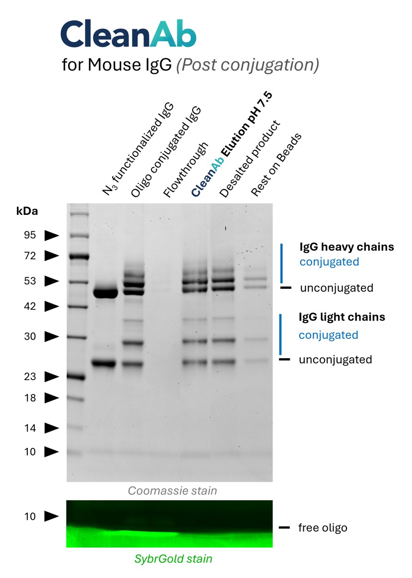 Mouse IgG (anti-Lamin; 66095-1-Ig) was conjugated with NHS-Azide (lane 1) and then with DBCO-Oligo (lane 2). Post conjugation clean-up was done using CleanAb Kit for Mouse IgG (lanes 3-5). Excess oligo was successfully removed as shown in SYBR Gold DNA staining and IgG eluted with high recovery (~70%) at neutral pH (lane 4). Desalting was done with Zeba spin desalting columns (lane 5). Only very little IgG remaining on beads (lane 6).
