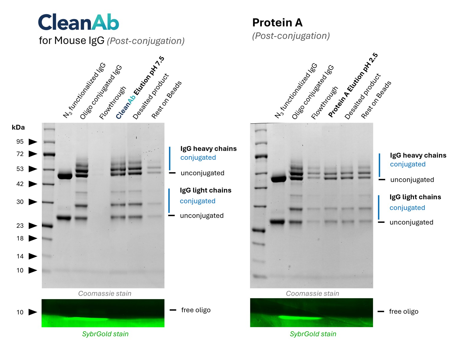 Mouse IgG (anti-Lamin B1 IgG1; 66095-1-Ig) was conjugated with NHS-Azide (lane 1) and then with DBCO-Oligo (lane 2). (left) Post conjugation clean-up was done using CleanAb Kit for rabbit IgG (lanes 3-5). Excess oligo was successfully removed as shown by SYBR Gold DNA staining and IgG eluted with high recovery (~70%) at neutral pH (lane 4). Desalting was done with Zeba spin desalting columns (lane 5). Only very little IgG remaining on beads (lane 6)
(right) Post conjugation clean-up was done using Protein A beads (lanes 3-5). Excess oligo was successfully removed as shown by SYBR Gold DNA staining but IgG elution with low pH failed (lane 4). Most IgG remains on beads (lane 6).