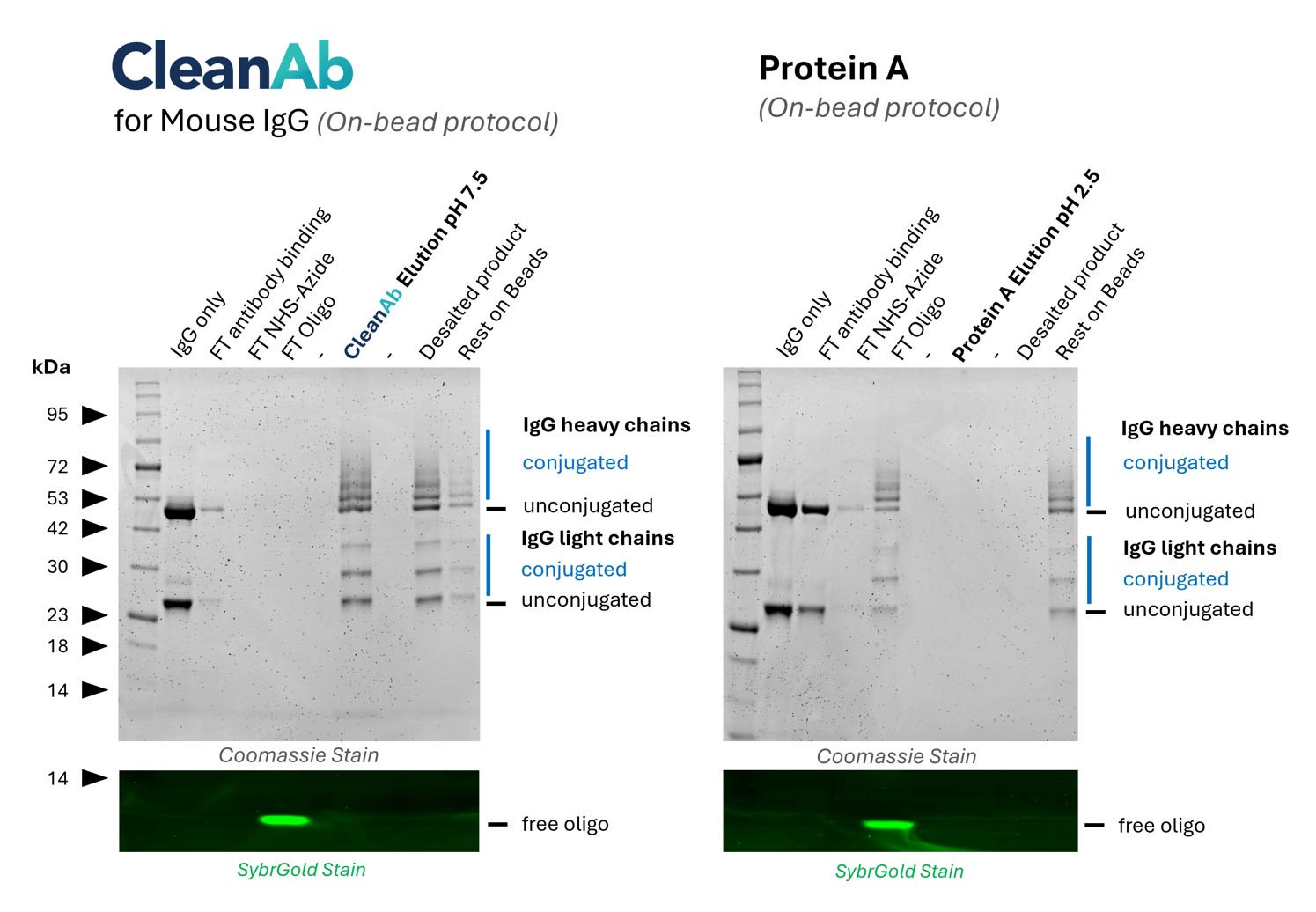 (left) Mouse IgG (anti-Lamin B1 IgG1; 66095-1-Ig, lane 1)  was bound to CleanAb rabbit beads (flowthrough in lane 2), then functionalized on beads with NHS-Azide (flowthrough in lane 3) and then with DBCO-Oligo (flowthrough in lane 4). Excess oligo was successfully removed as shown in SYBR Gold DNA staining and the oligo-conjugated IgG was eluted with high recovery at neutral pH (lane 6). Desalting was done with Zeba spin desalting columns (lane 8). Only very little IgG remaining on beads (lane 9). Note: the CleanAb Elution Buffer can interfere with SDS gels, which can make the CleanAb elution appear washed out.(right) Mouse IgG (anti-Lamin B1 IgG1; 66095-1-Ig, lane 1) was bound to Protein A beads (flowthrough in lane 2), Excess oligo was successfully removed as shown in SYBR Gold DNA staining but the oligo-conjugated IgG failed to elute at low pH (lane 6). Most IgG remains on beads (lane 9).