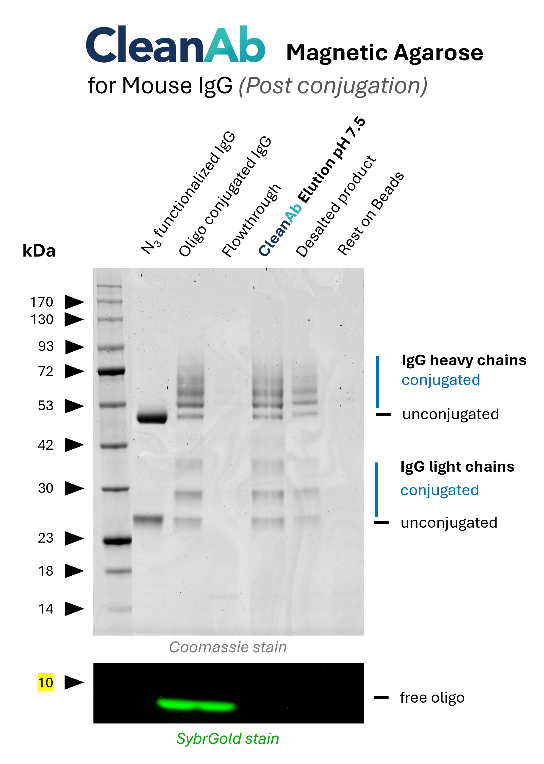 Mouse IgG1 (anti Lamin B1; 66095-1-Ig) was conjugated with NHS-Azide (lane 1) and then with DBCO-Oligo (15nt) (lane 2). Post-conjugation clean-up was done using CleanAb Kit (magnetic agarose) for rabbit IgG (lanes 3-5). Excess oligo was successfully removed as shown in SYBR Gold DNA staining and IgG eluted with high recovery (~70%) at neutral pH (lane 4). Desalting was done with Zeba spin desalting columns (lane 5). No IgG remains on beads after elution (lane 6). Mouse IgG1 (anti Lamin B1; 66095-1-Ig) was conjugated with NHS-Azide (lane 1) and then with DBCO-Oligo (15nt) (lane 2). Post-conjugation clean-up was done using CleanAb Kit (magnetic agarose) for rabbit IgG (lanes 3-5). Excess oligo was successfully removed as shown in SYBR Gold DNA staining and IgG eluted with high recovery (~70%) at neutral pH (lane 4). Desalting was done with Zeba spin desalting columns (lane 5). No IgG remains on beads after elution (lane 6).