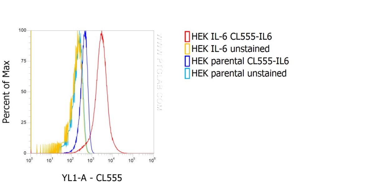 1X10^6 HEK IL-6 stable expressing cells (red) and HEK parental cells (blue) were intracellularly stained with 0.25 µg anti-IL6 recombinant VHH, CoraLite® Plus 555 (CL555-IL6). 
Cells were treated with Brefeldin A and Monensin for 6 h before fixation.