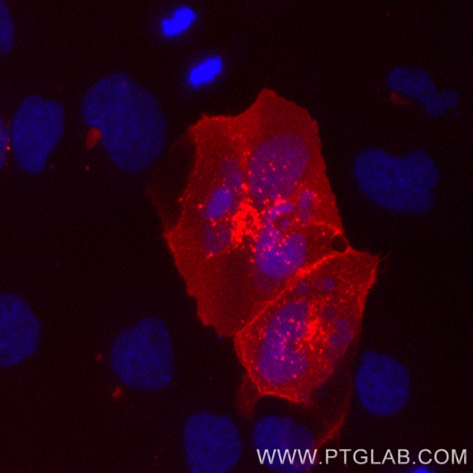 1x10^6 PHA-treated (3d) human PBMCs were surface stained with CL405 CD3 (CL405-65151) then fixed and permeabilized and stained with 1ug CoraLite® Plus 555 conjugated CTLA-4 VHH (CL555-ctl). Right: 1x10^6 PHA-treated (3d) human PBMCs were fixed and permeabilized then stained with 1ug CoraLite® Plus 555 conjugated CTLA-4 VHH (CL555-ctl) (red) or unstained (blue). 1X10^6 untreated human PBMCs were fixed and permeabilized then stained with 1ug CoraLite® Plus 555 conjugated CTLA-4 VHH (CL555-ctl) (black dashed). Cells were treated with FC Receptor Block prior to staining. Cells were fixed and permeabilized using Transfripction Factor Staining Buffer Kit (PF00011). Lymphocytes were gated.