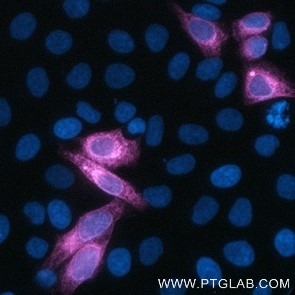 HeLa cells transiently transfected with human CD16 were immunostained with anti-CD16 recombinant VHH, CoraLite ® Plus 647 (CL647-CD16, 1:500, magenta). Nuclei were stained with DAPI (blue). Epifluorescence images were acquired with a 20x objective and post-processed.
Note: Immunostaining with CL647-CD16 can be performed live or after formaldehyde fixation.