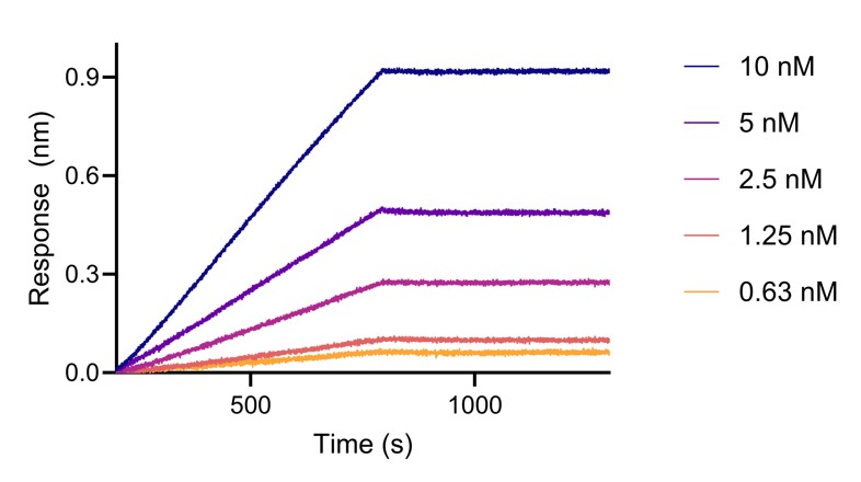BLI analysis of the capture of varying concentrations of HumanKine Interferon γ (HZ-1301) by biotinylated anti-INFg VHH (IFNgNHS).
