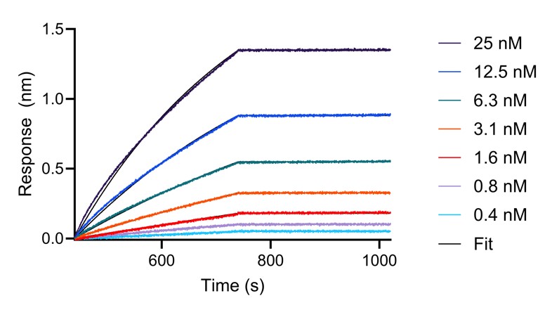 BLI analysis of the interaction between varying concentrations of anti-IFNg VHH (IFNgNHS) and immobilised, biotinylated HumanKine Interferon γ (HZ-1301). Fit indicates fitting of data to a 1:1 binding model.
