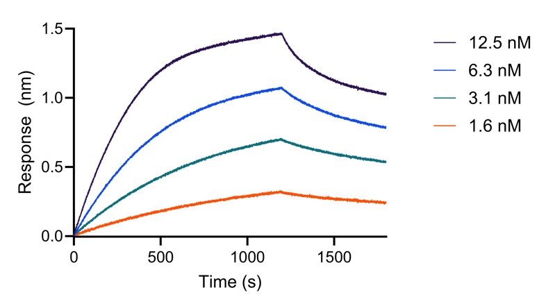 BLI analysis of the capture of varying concentrations of HumanKine IL-28A (HZ-1235) by biotinylated anti-IL-28A VHH (IL28a-b). Please note the higher apparent affinity owing to avidity effects (dimerization of the cytokine).